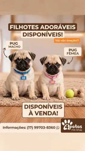 Filhotes de Pug