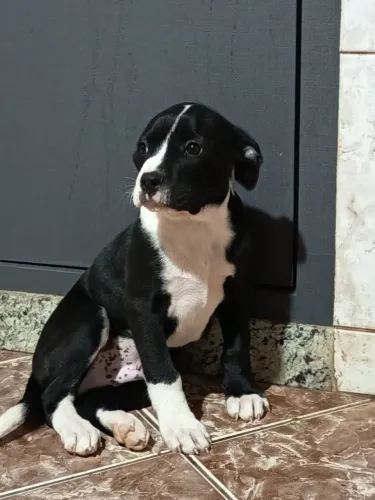Filhotes de American Bully