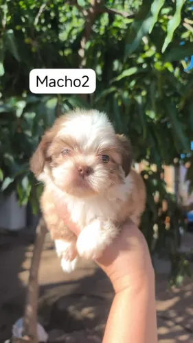lindos filhotes de shih tzu com garantia