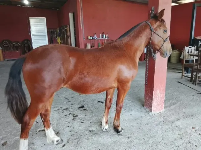 Cavalo Crioulo (potro registrado)