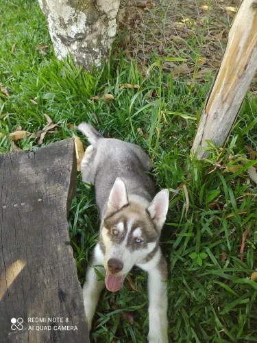 Husk siberiano