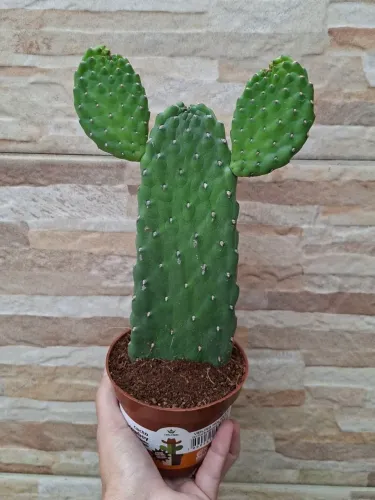 Opuntia rubences consolea (cacto cowboy) pt11
