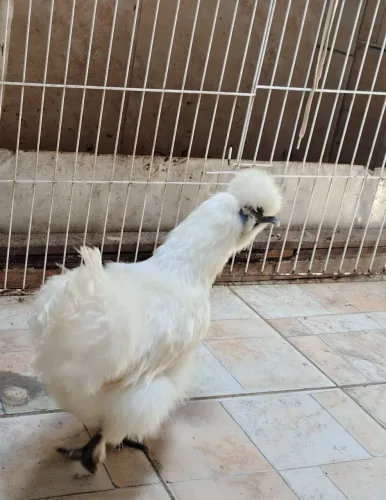 Galinha sedosa