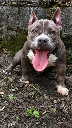 American Bully Micro - Para vender HOJE