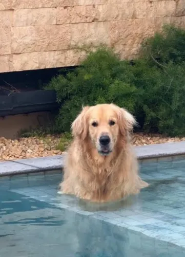 Cachoro
