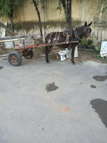 Serviços de carroceiro na Pampulha e região