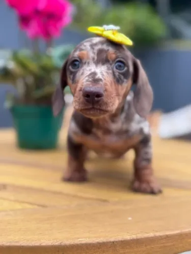 Filhote Dachshund arlequim cholate 