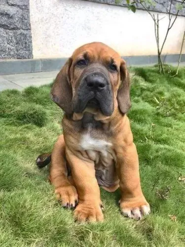 Fila Brasileiro Filhotes Lindos na Cor Amarelo