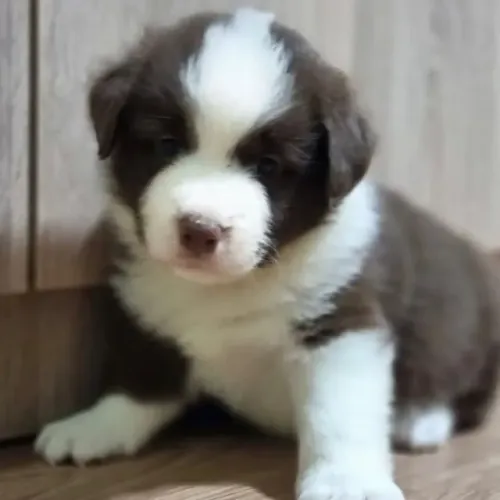 Filhotes de Border Collie | Puro encanto canino!
