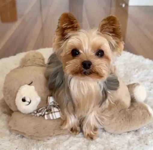 Filhote Yorkshire Terrier, O Melhor Abraço Peludo Que Você Pode Ter!