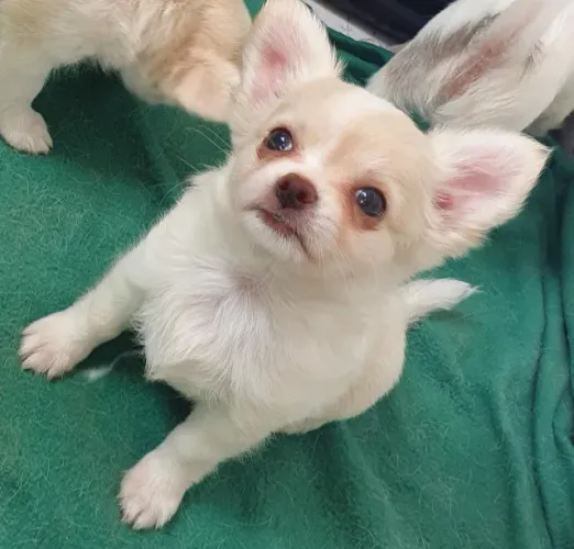 Filhotes Chihuahua - Lealdade e Carinho Garantidos!