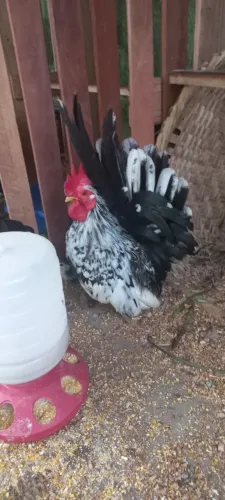 Ovos de galinha ornamental Nagasaki