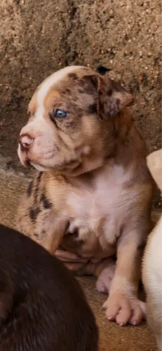 Filhotes Brazillan Bull