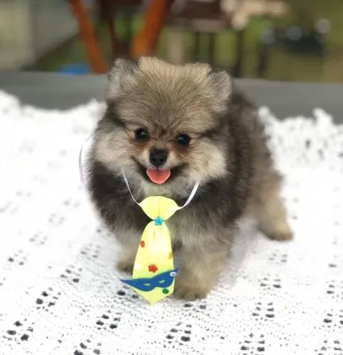 Spitz alemão machinho com 55 dias padrão anão vacinado e com pedigree garantias de saúde 