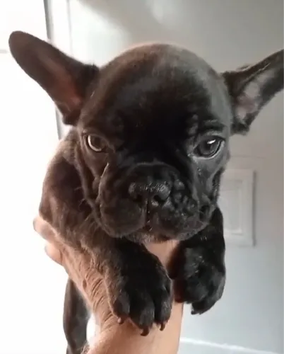 Bulldog Francês - Fofo e Charmoso!