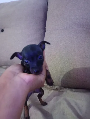 Filhote de pinscher macho