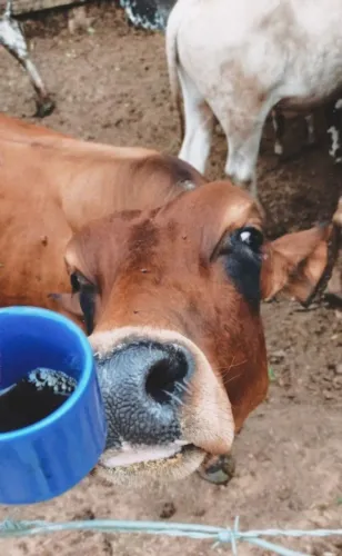 Vacas de leite