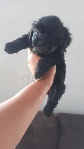 Quero comprar um cachorrinho shitzu na cor preta 