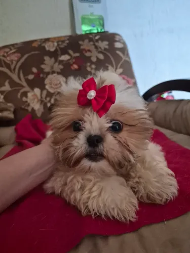 Shih tzu Fêmea