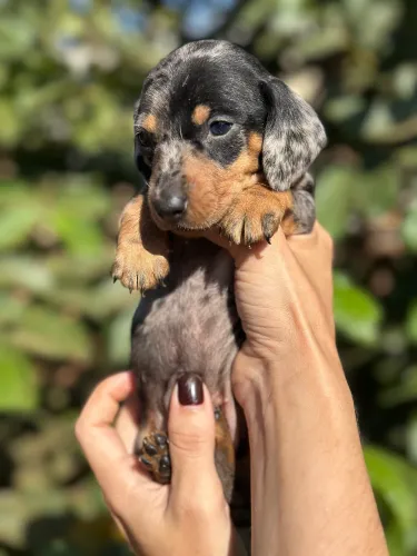 Dachshund/cofap fêmea Alerquin prata