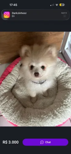 spitz alemã anã