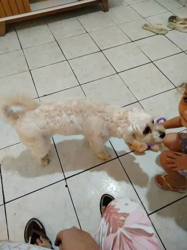 Poodle macho