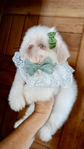 Shih Tzu branca olhos claros fêmea