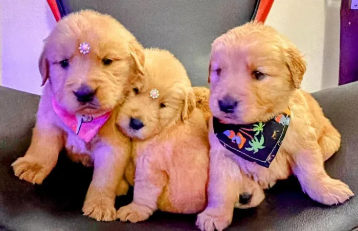 Golden Retriever, microchipados e pais com pedigree