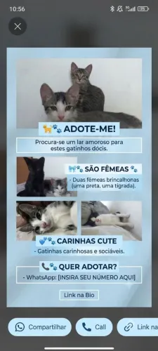 Gatos para adoção
