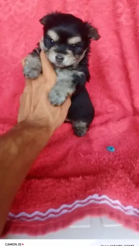 Lindo yorkshire machinho