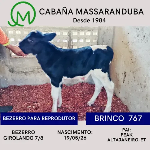 Bezerro para reprodutor alta qualidade genética