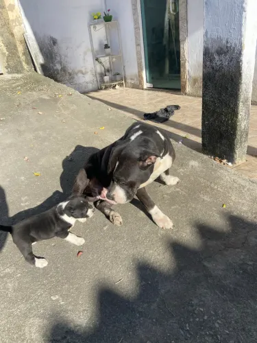 filhote de pitbull