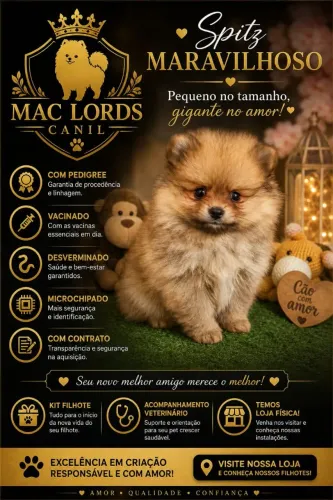 Spitz Alemão Maravilhoso