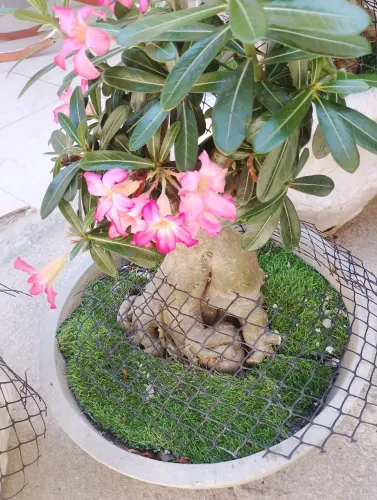 Rosas do deserto