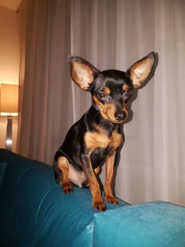 Filhotes De Pinscher - Seu Novo Amigo Peludo Está Pronto Para Te Dar Muitas Lambidas