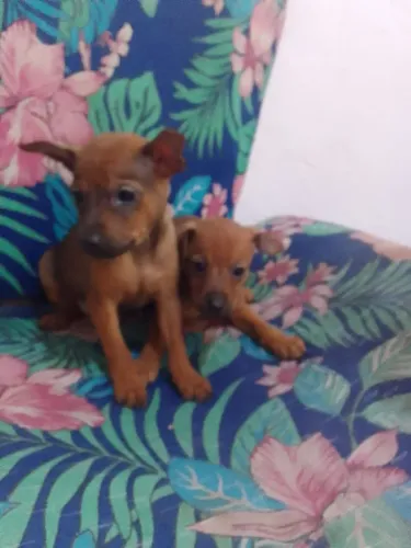 Filhotes de pinscher