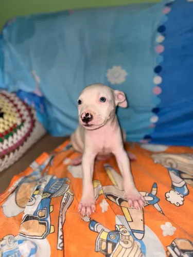Filhote de cachorro pitbull 