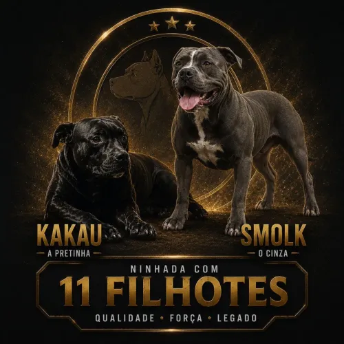 Pitbull 