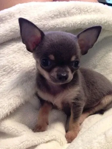 Chihuahua encantador esperando seu novo lar