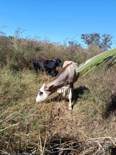 vendo vaca e novilha prenhe