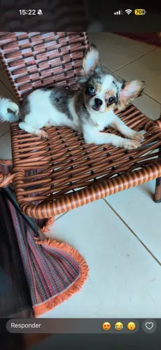 Chihuahua macho e fêmea (ler anúncio)