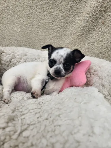Chihuahua Femea