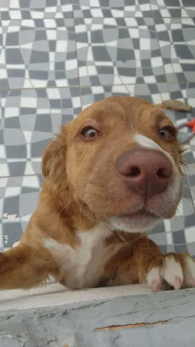 FILHOTE DE CACHORRO