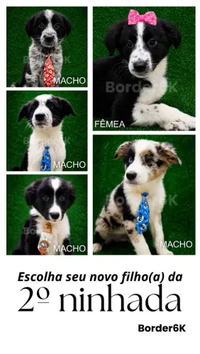 Border Collies Pedigree Fêmeas e Machos