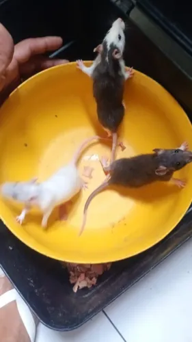Rato Twister 