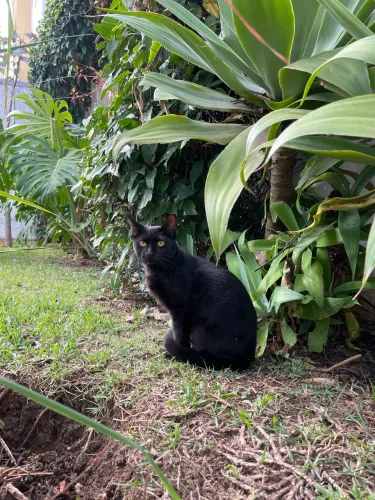 Gatinho preto filhote para adoção