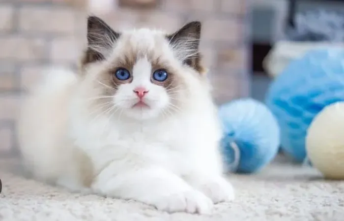 Ragdoll
