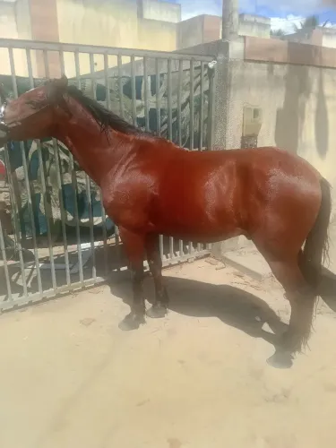 Cavalo marcha picada 