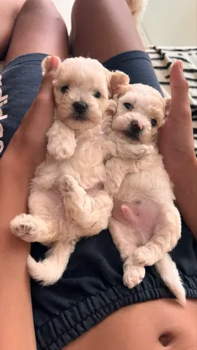 Vendo filhote de poodle, o pai toy e a mãe é poodle zero