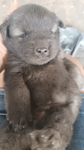 Filhotes de Chow Chow com Husky 
